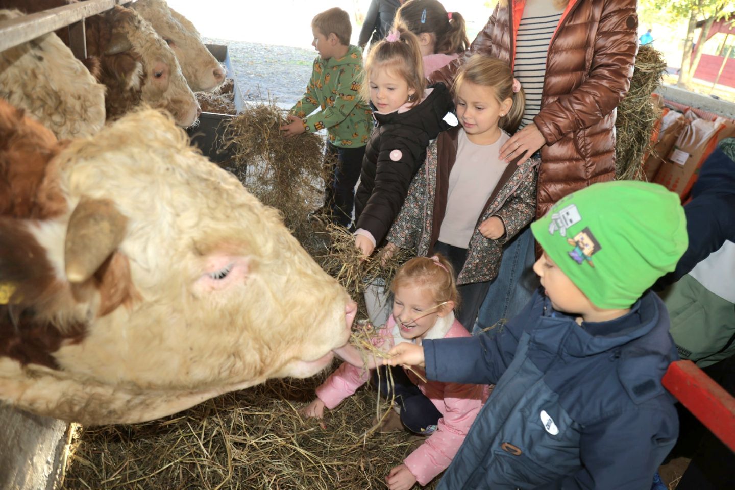 Predškolci iz ‘Potočnice’ posjetili farmu Saše Cirkvenčića i upoznali domaće životinje (11)