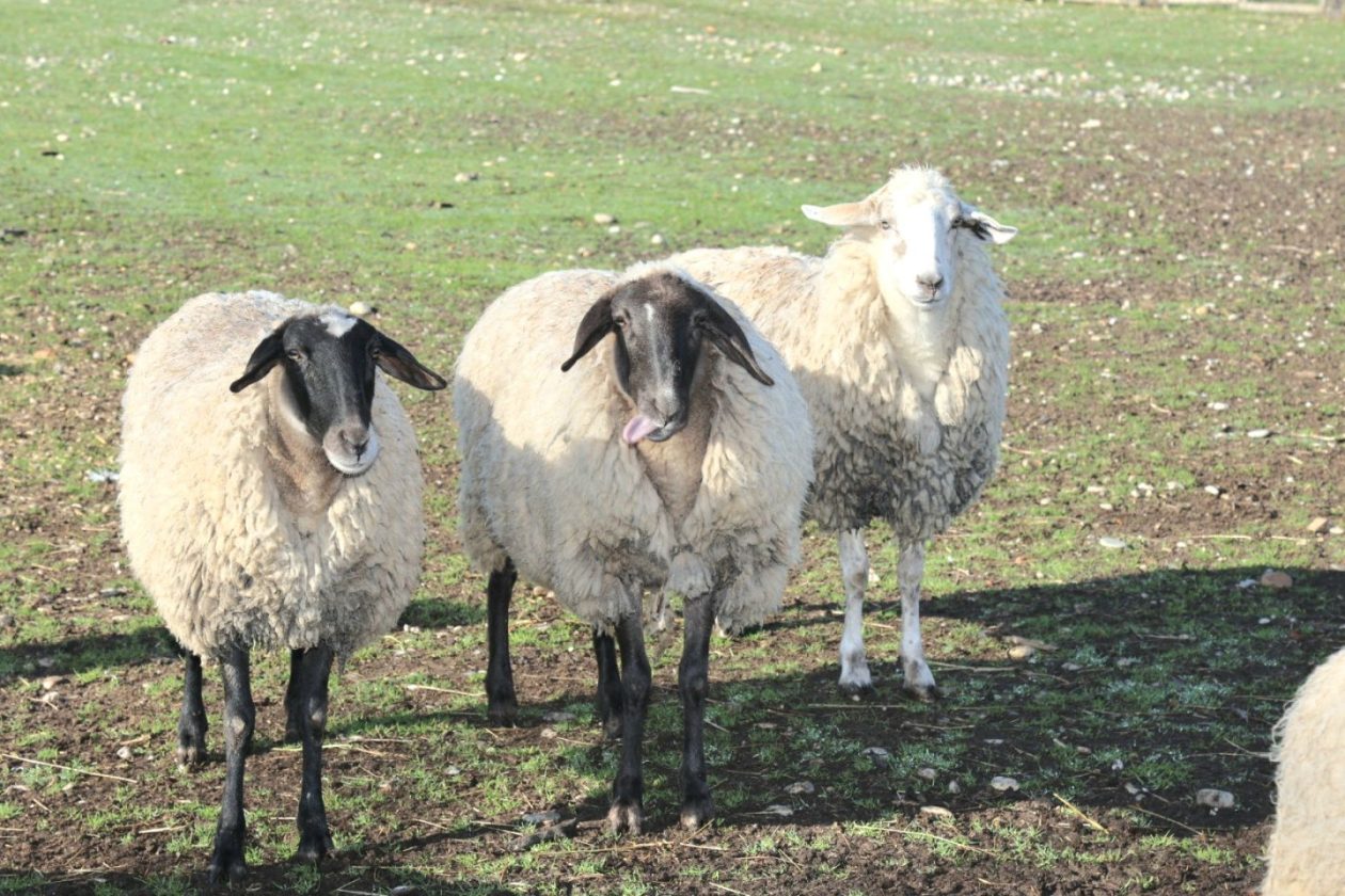 Predškolci iz ‘Potočnice’ posjetili farmu Saše Cirkvenčića i upoznali domaće životinje (15)