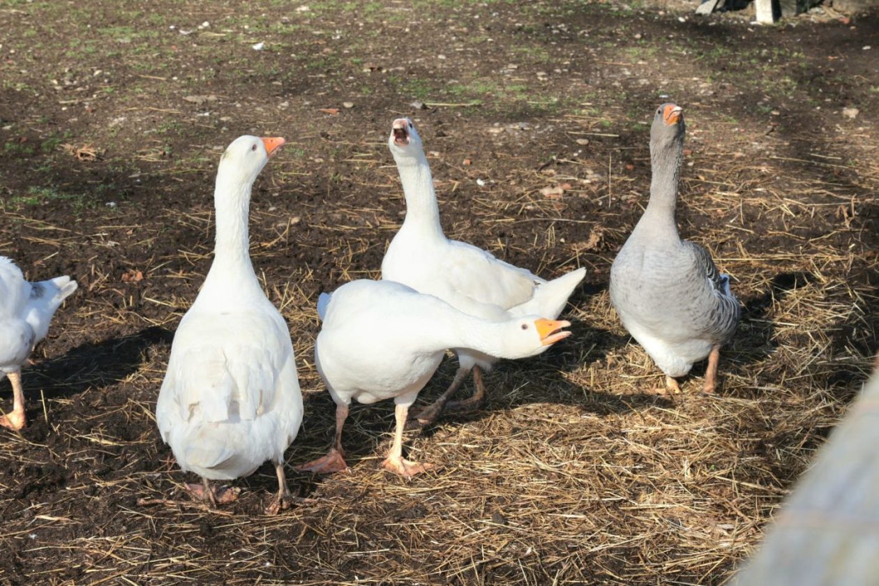 Predškolci iz ‘Potočnice’ posjetili farmu Saše Cirkvenčića i upoznali domaće životinje (16)