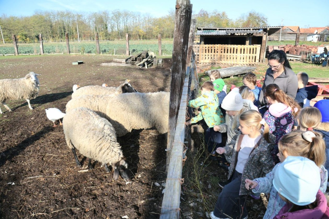 Predškolci iz ‘Potočnice’ posjetili farmu Saše Cirkvenčića i upoznali domaće životinje (17)