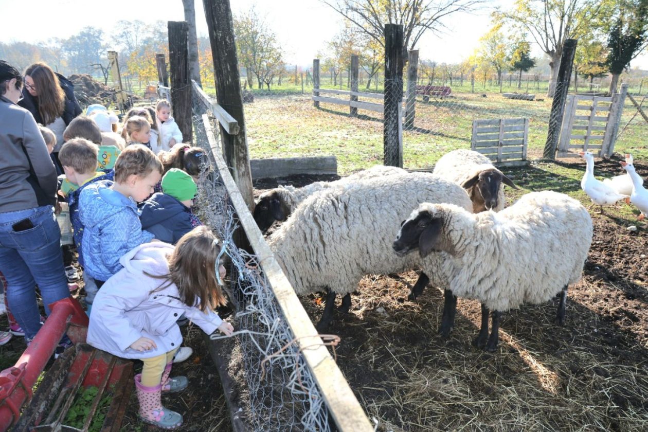 Predškolci iz ‘Potočnice’ posjetili farmu Saše Cirkvenčića i upoznali domaće životinje (18)
