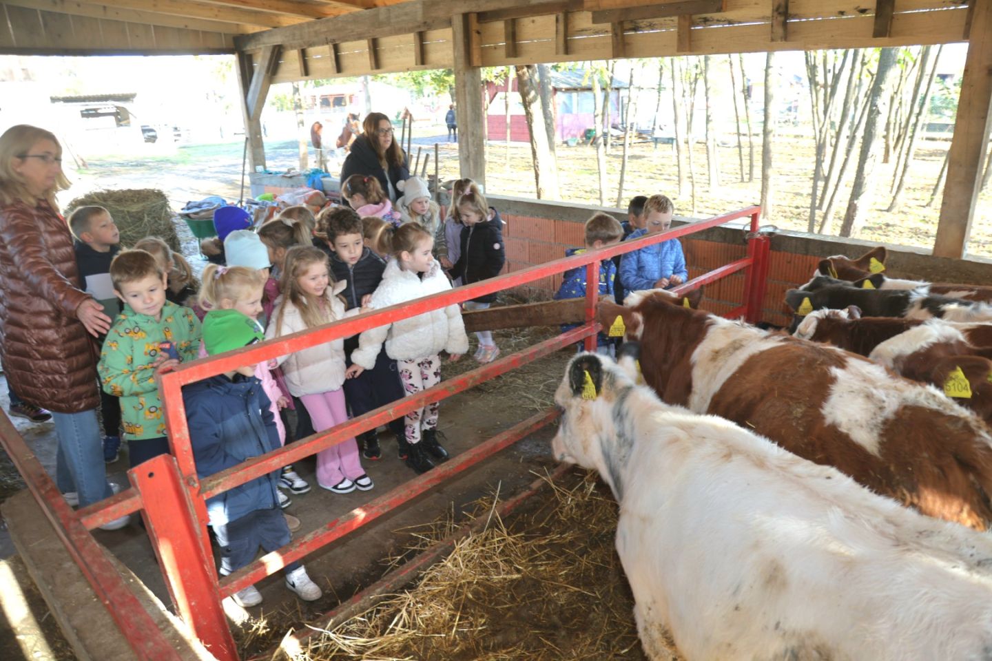 Predškolci iz ‘Potočnice’ posjetili farmu Saše Cirkvenčića i upoznali domaće životinje (7)