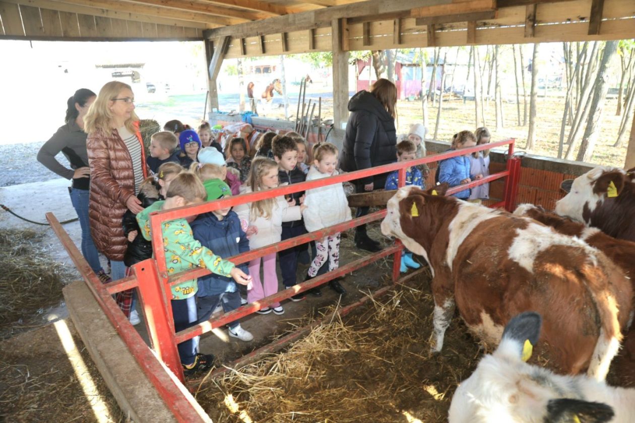Predškolci iz ‘Potočnice’ posjetili farmu Saše Cirkvenčića i upoznali domaće životinje (8)