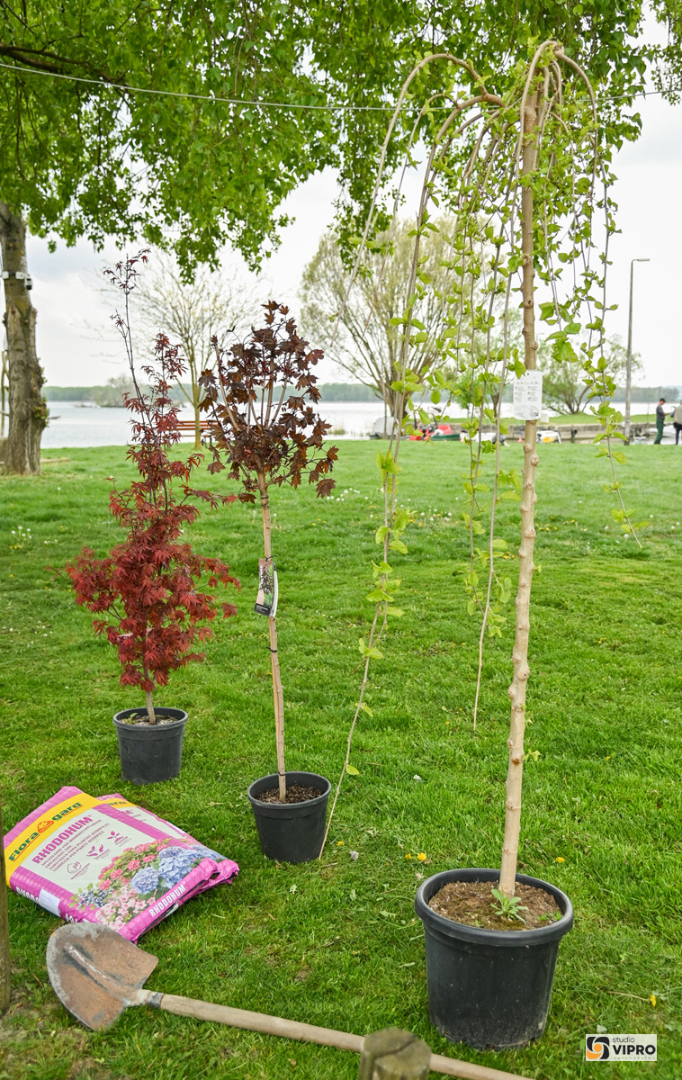 Prelog Marina Nautički klub Labud Činiti dobro čistka (1)