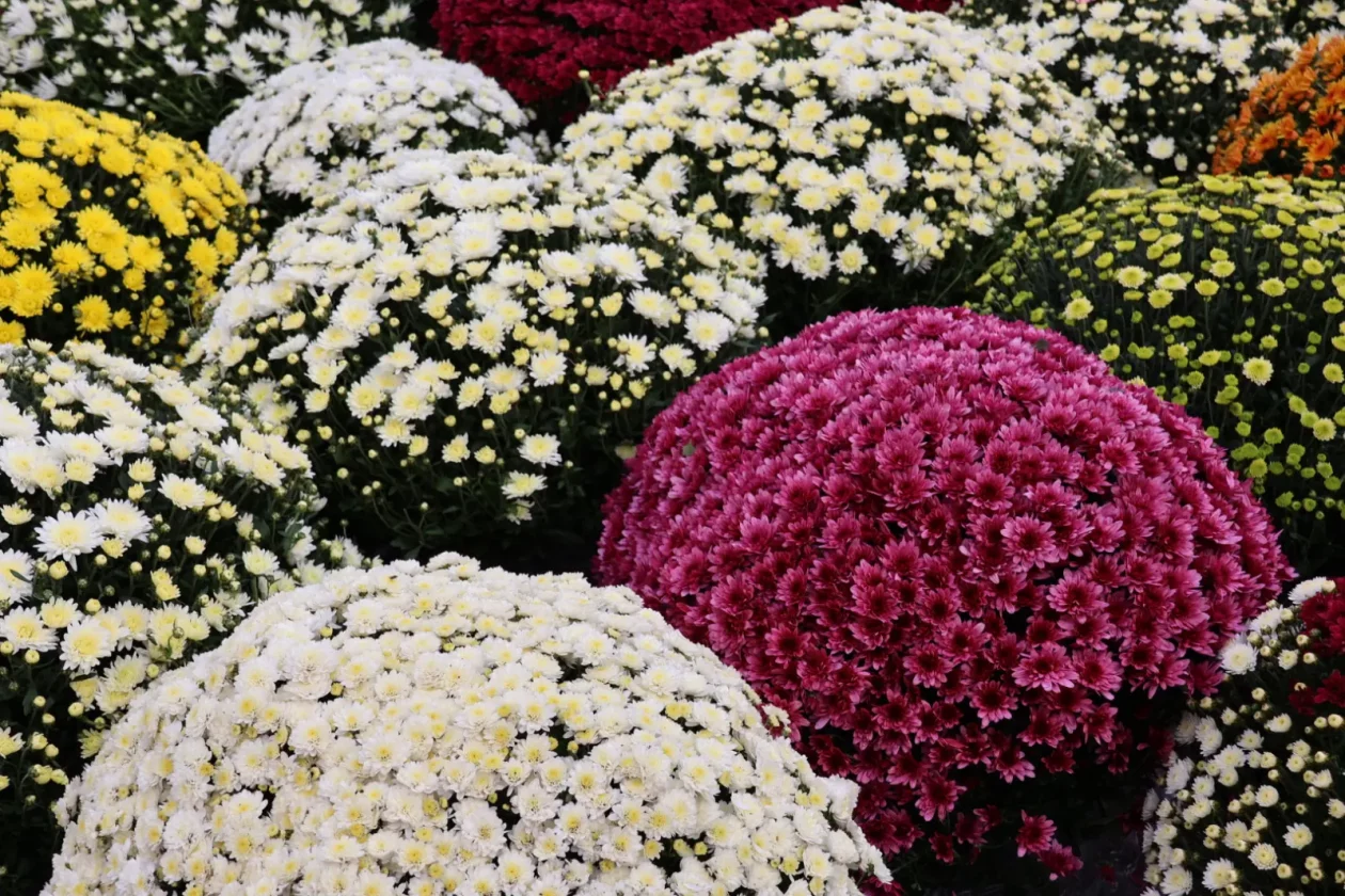 Prelog, Tržnica, 25.10.2025 (20)