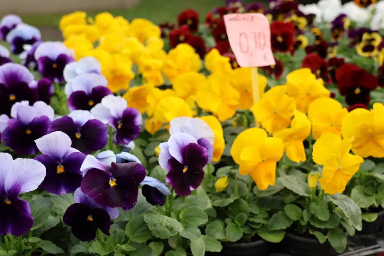 Prelog, Tržnica, 25.10.2025 (24)