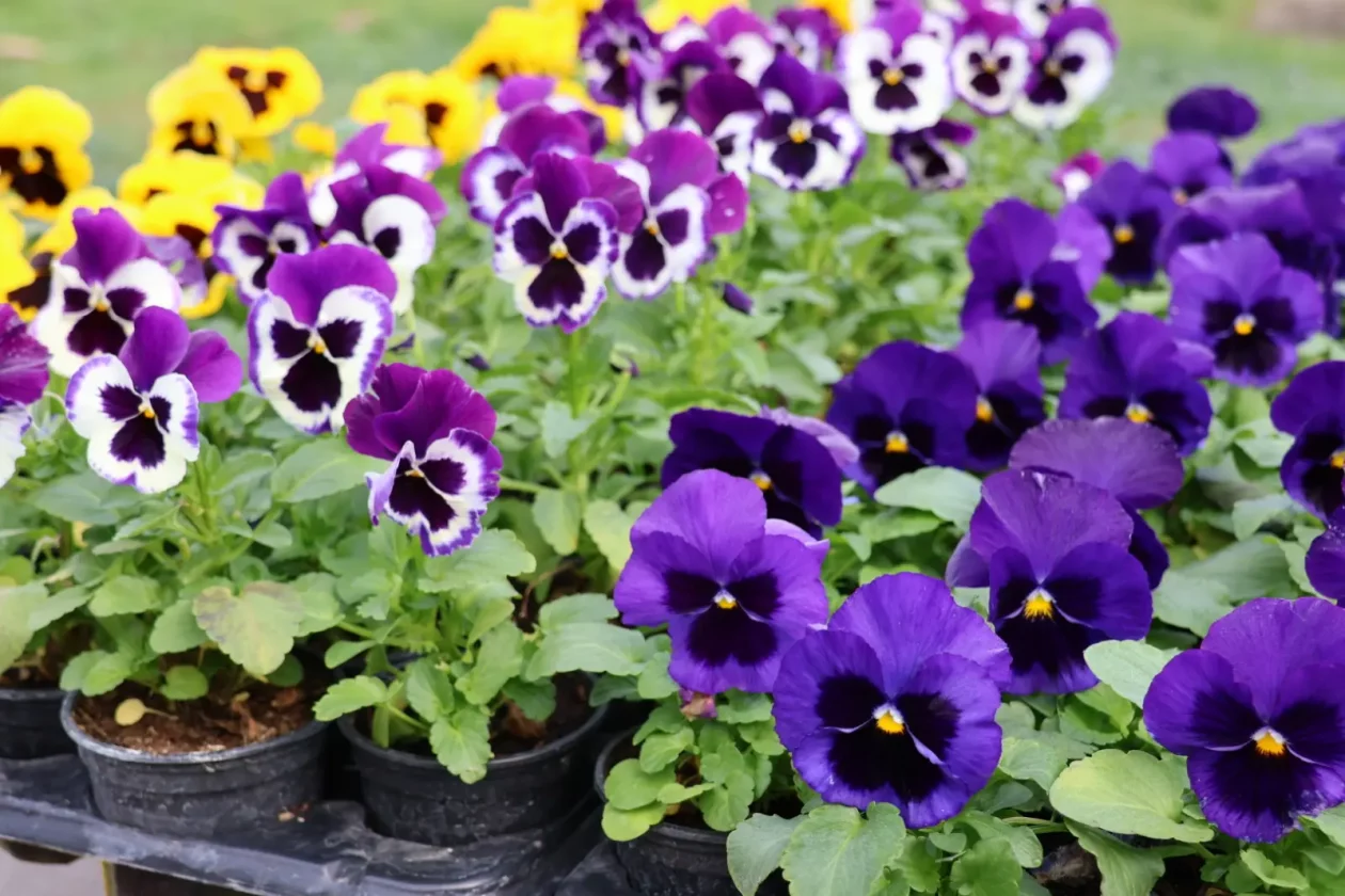 Prelog, Tržnica, 25.10.2025 (25)