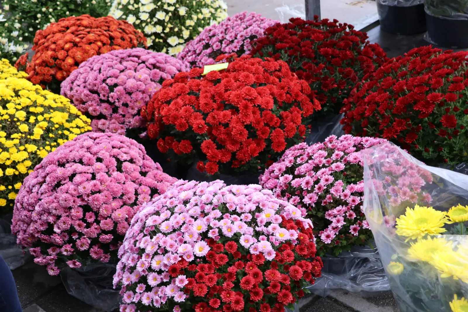 Prelog, Tržnica, 25.10.2025 (31) Prelog, Tržnica, 25.10.2025 (31)