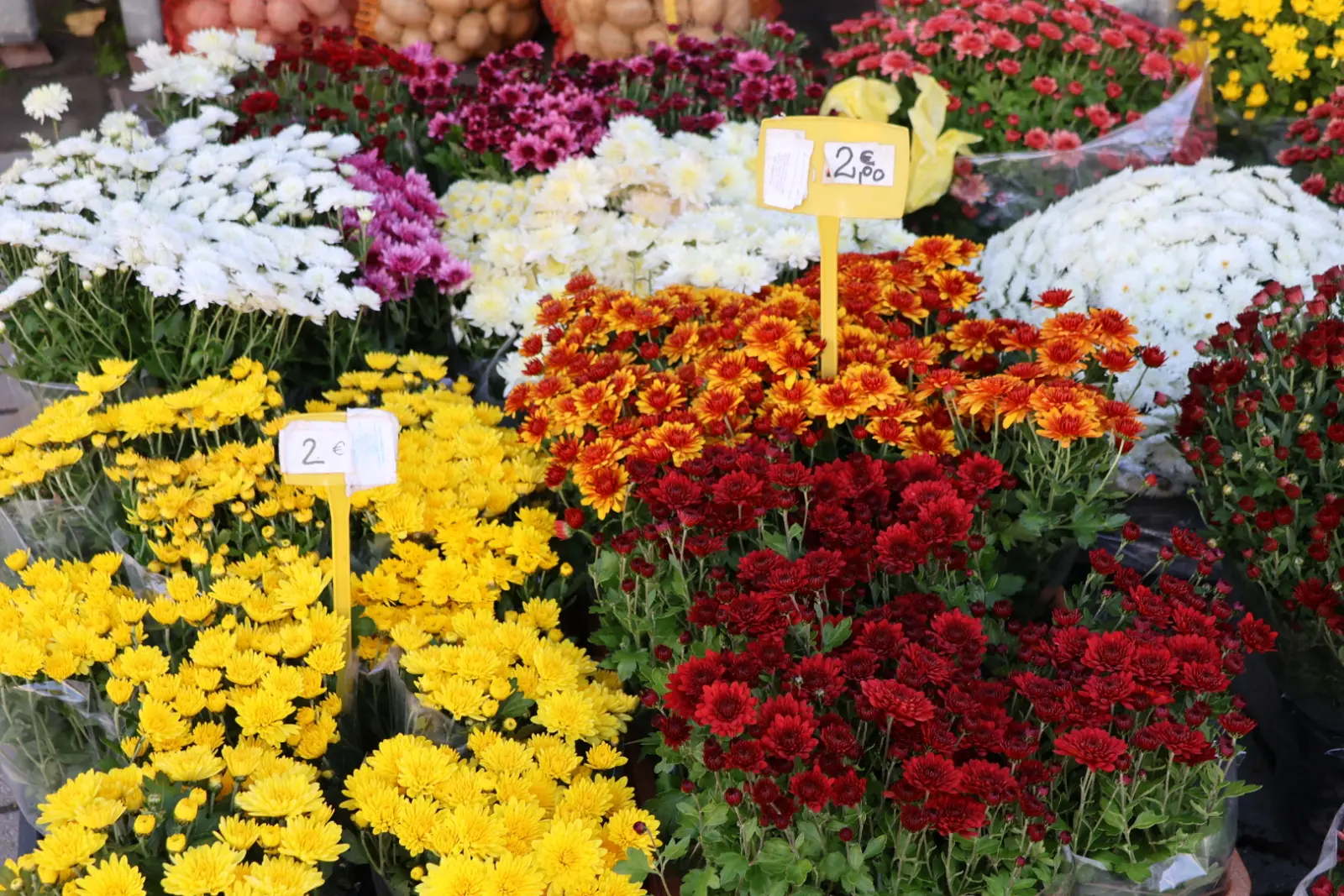 Prelog, Tržnica, 25.10.2025 (54) Prelog, Tržnica, 25.10.2025 (54)