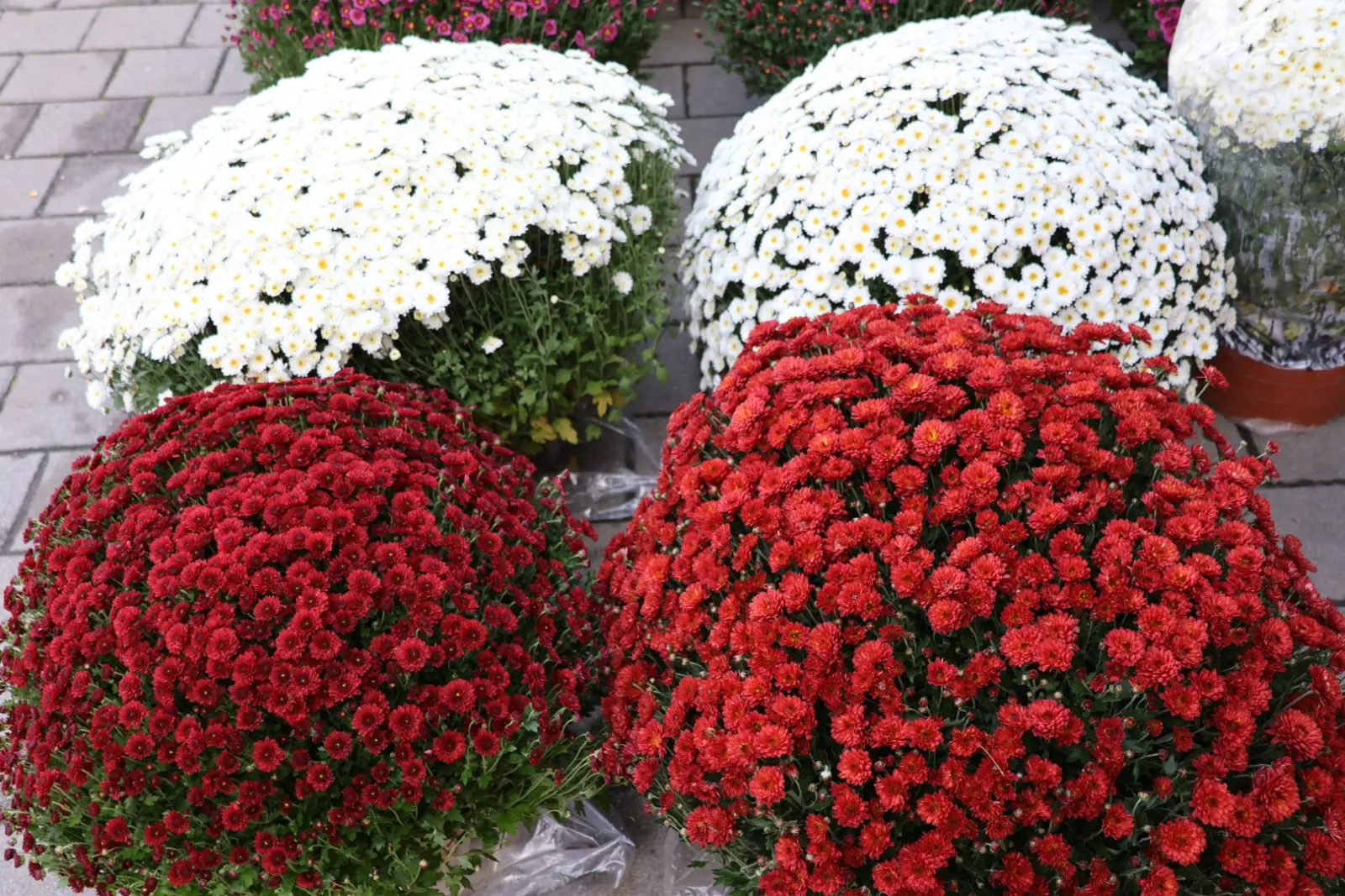 Prelog, Tržnica, 25.10.2025 (62) Prelog, Tržnica, 25.10.2025 (62)