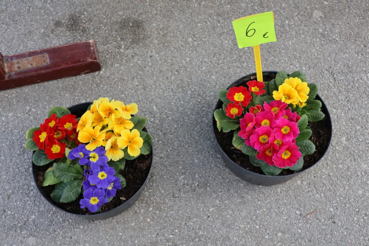 Prelog, tržnica, 7.3.2026 (14)