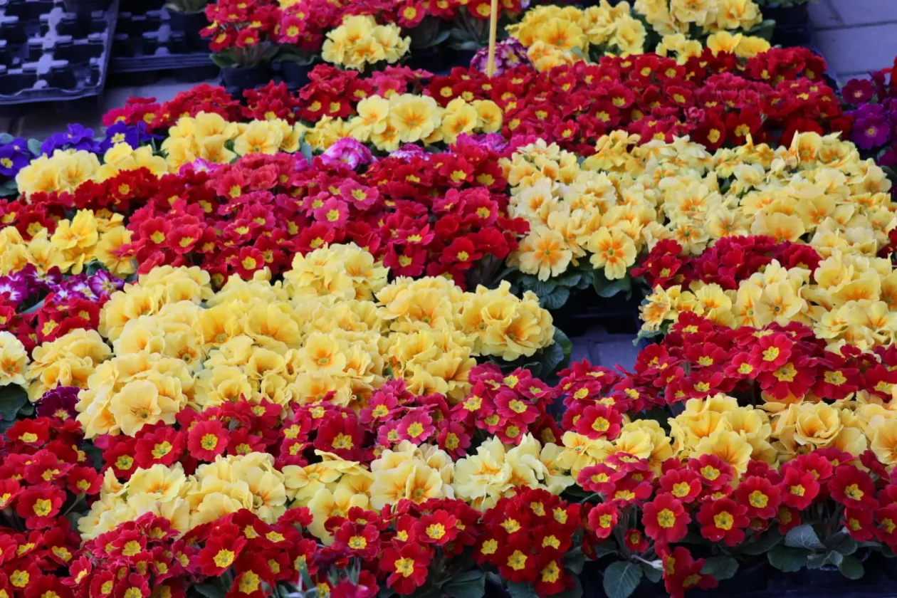 Prelog, tržnica, 7.3.2026 (25)