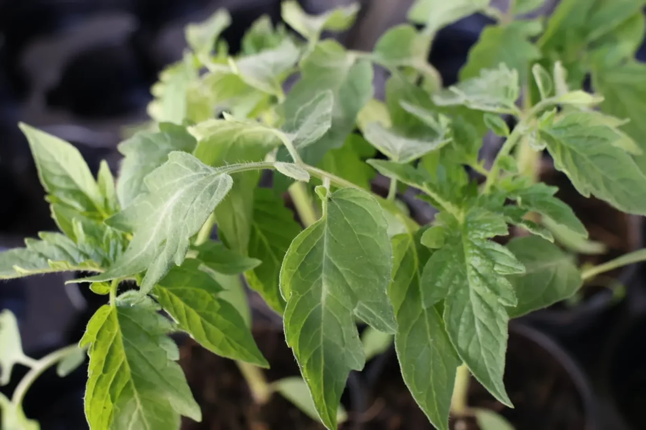 Prelog, tržnica, 7.3.2026 (43)