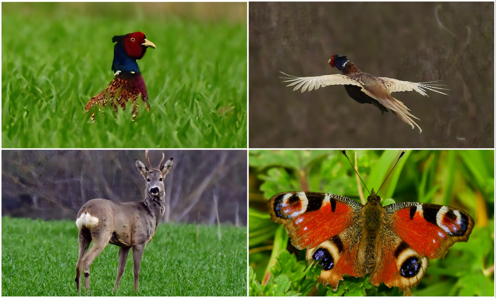 Priroda se budi, Danijel Mikolaj 2025 (1)