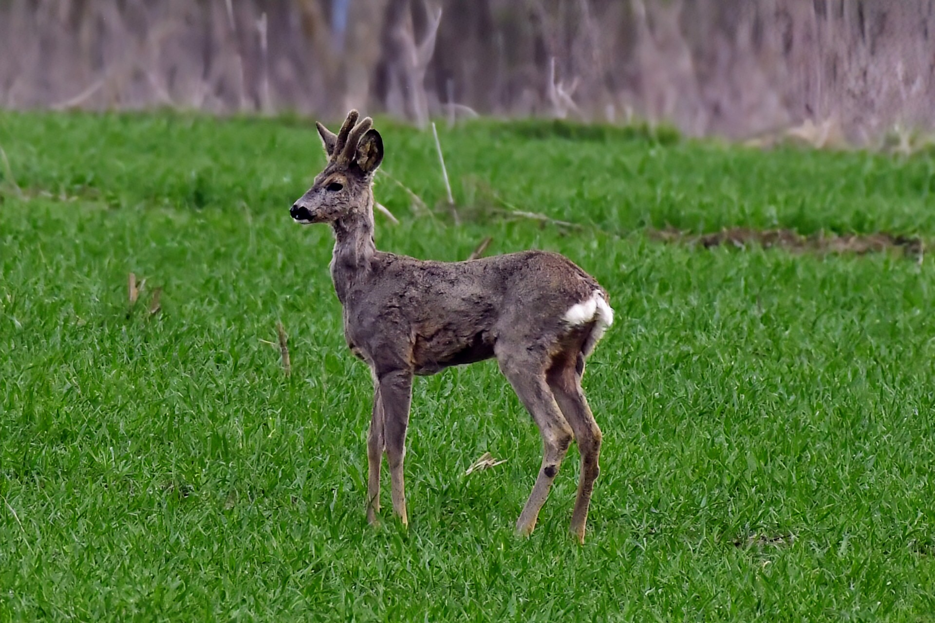 Priroda se budi, Danijel Mikolaj 2025 (10)