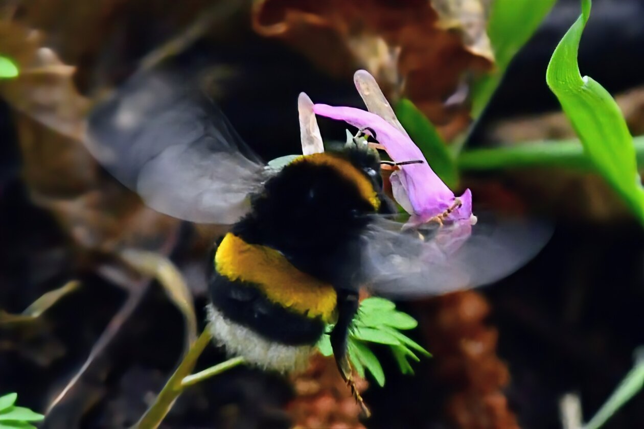 Priroda se budi, Danijel Mikolaj 2025 (11) Priroda se budi, Danijel Mikolaj 2025 (11)