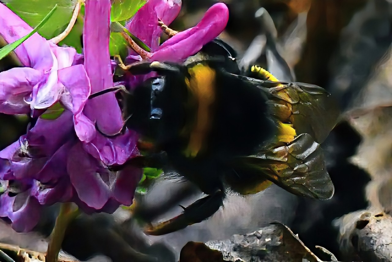 Priroda se budi, Danijel Mikolaj 2025 (12)