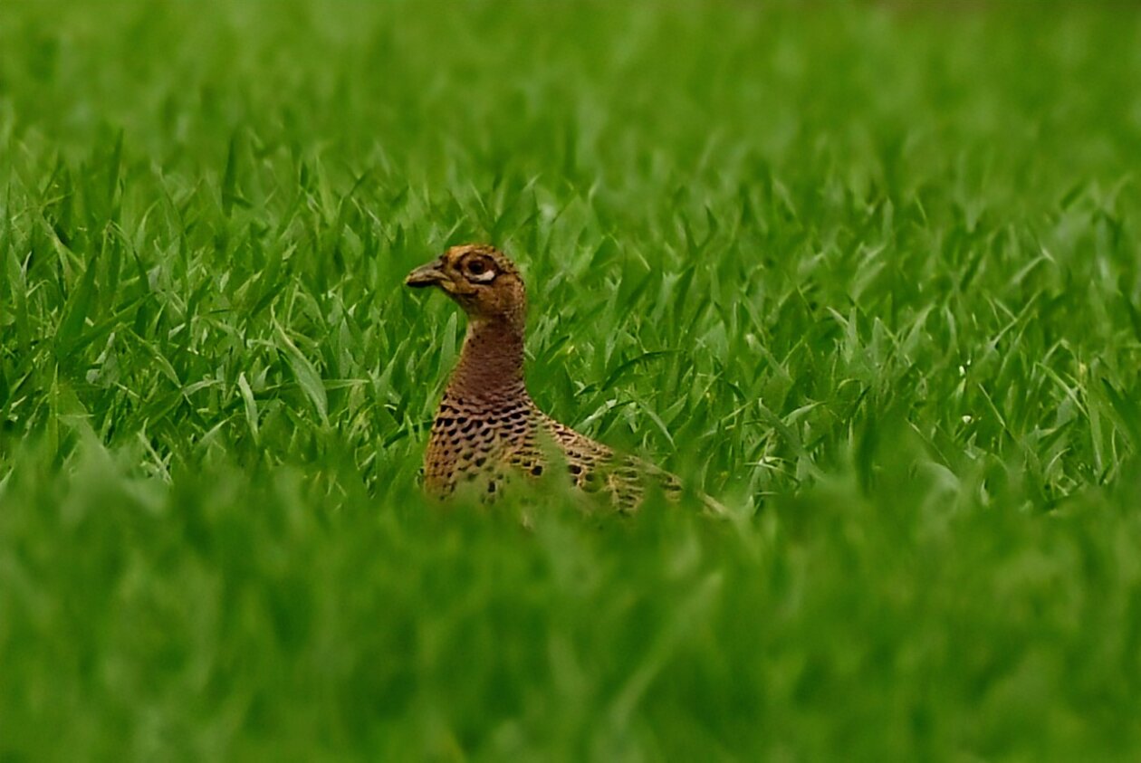 Priroda se budi, Danijel Mikolaj 2025 (13) Priroda se budi, Danijel Mikolaj 2025 (13)