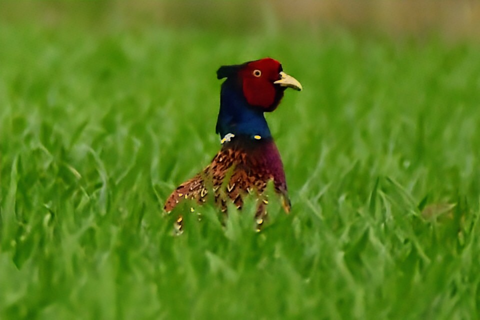 Priroda se budi, Danijel Mikolaj 2025 (14)