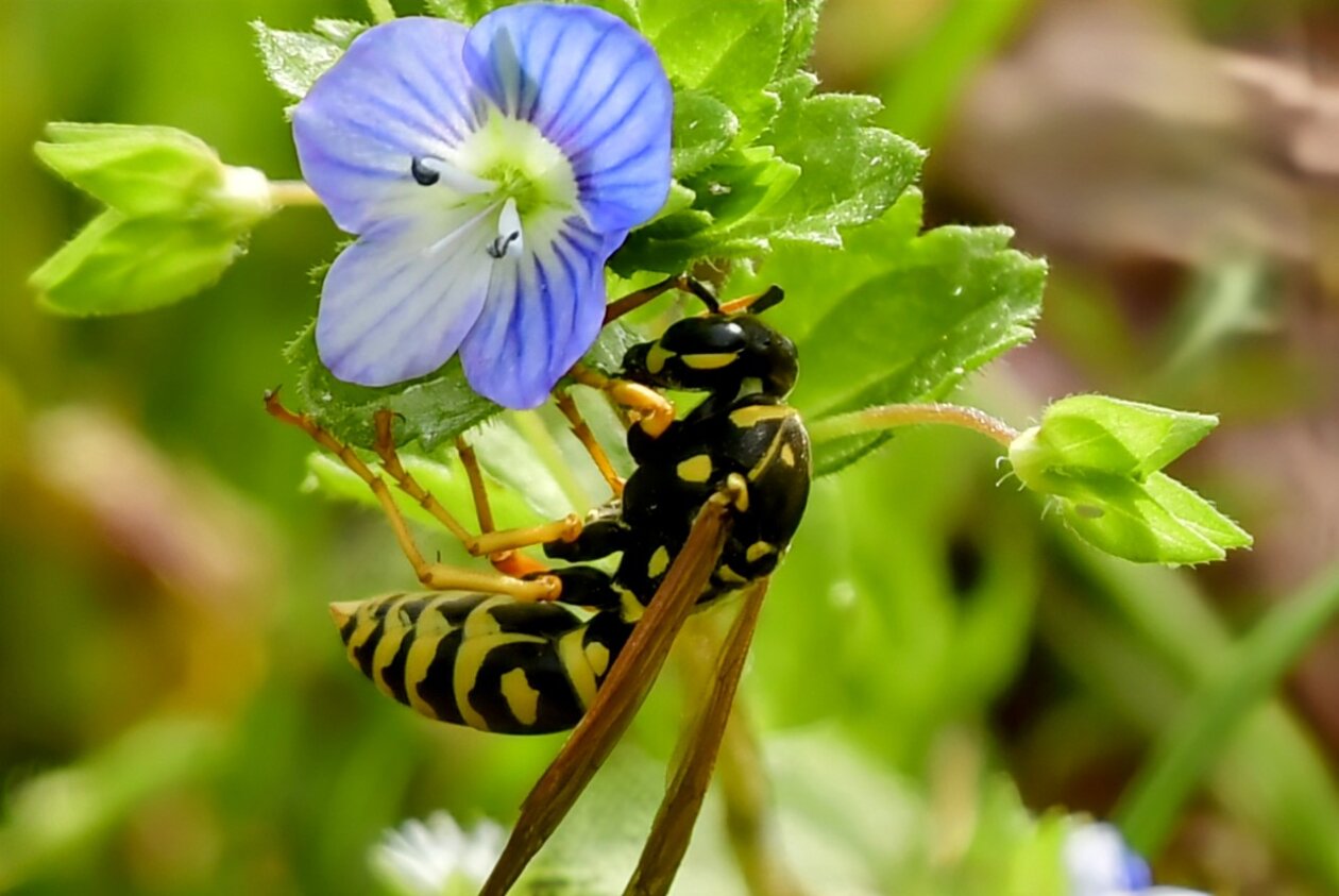 Priroda se budi, Danijel Mikolaj 2025 (16) Priroda se budi, Danijel Mikolaj 2025 (16)