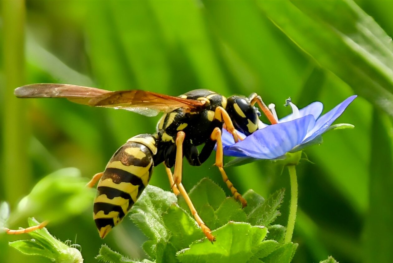 Priroda se budi, Danijel Mikolaj 2025 (17) Priroda se budi, Danijel Mikolaj 2025 (17)