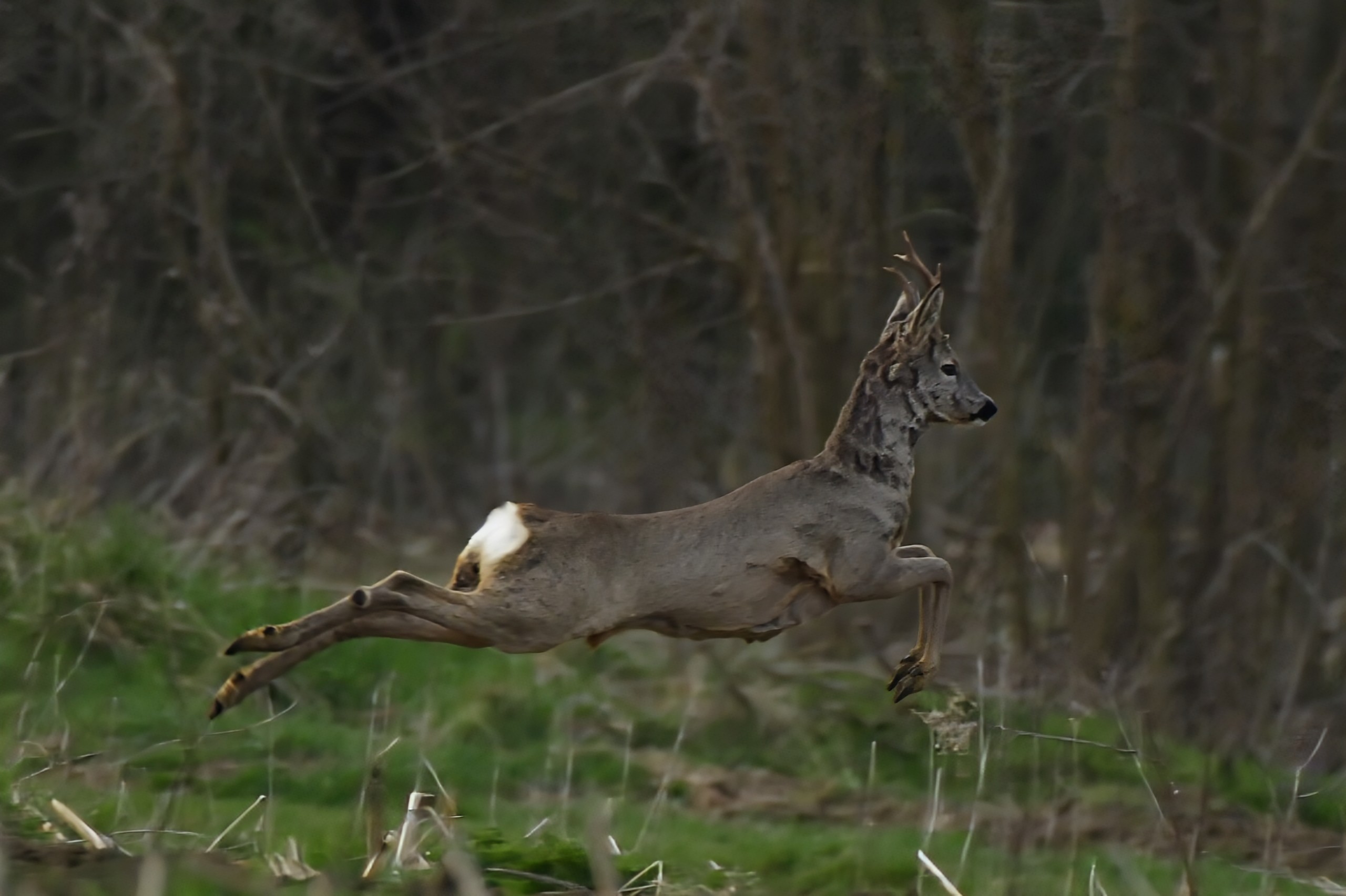 Priroda se budi, Danijel Mikolaj 2025 (18)