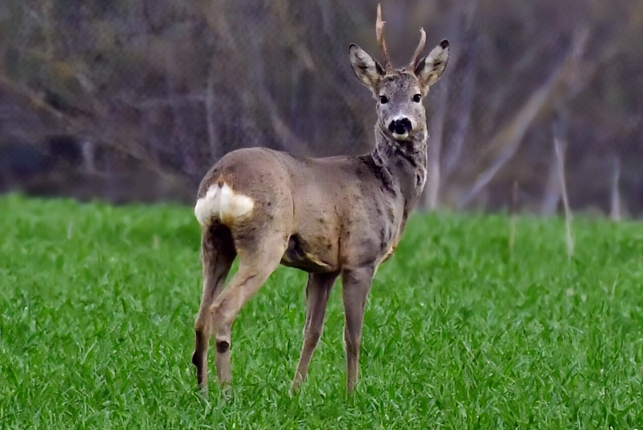 Priroda se budi, Danijel Mikolaj 2025 (19) Priroda se budi, Danijel Mikolaj 2025 (19)