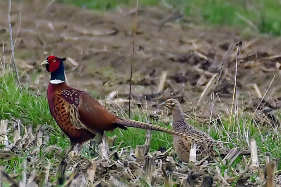 Priroda se budi, Danijel Mikolaj 2025 (20)