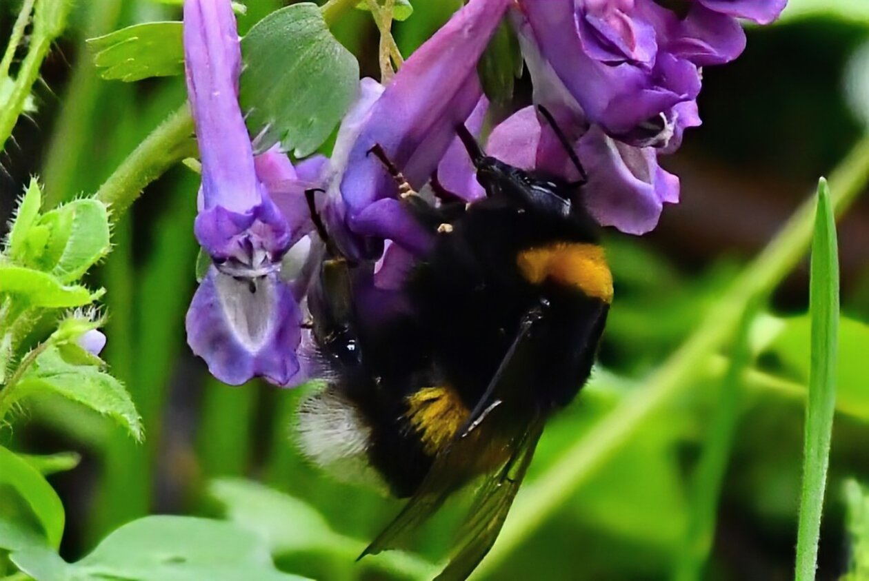 Priroda se budi, Danijel Mikolaj 2025 (21) Priroda se budi, Danijel Mikolaj 2025 (21)