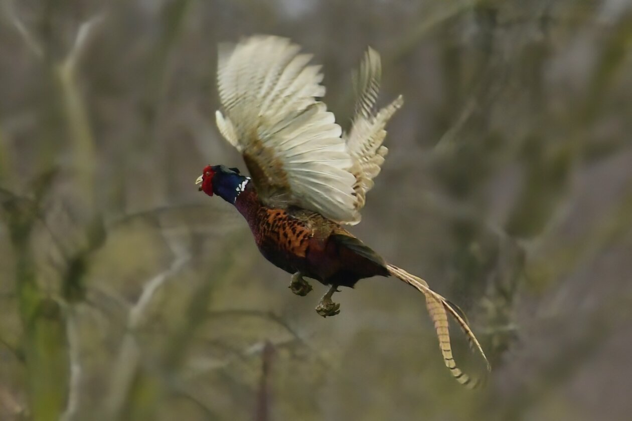 Priroda se budi, Danijel Mikolaj 2025 (23) Priroda se budi, Danijel Mikolaj 2025 (23)