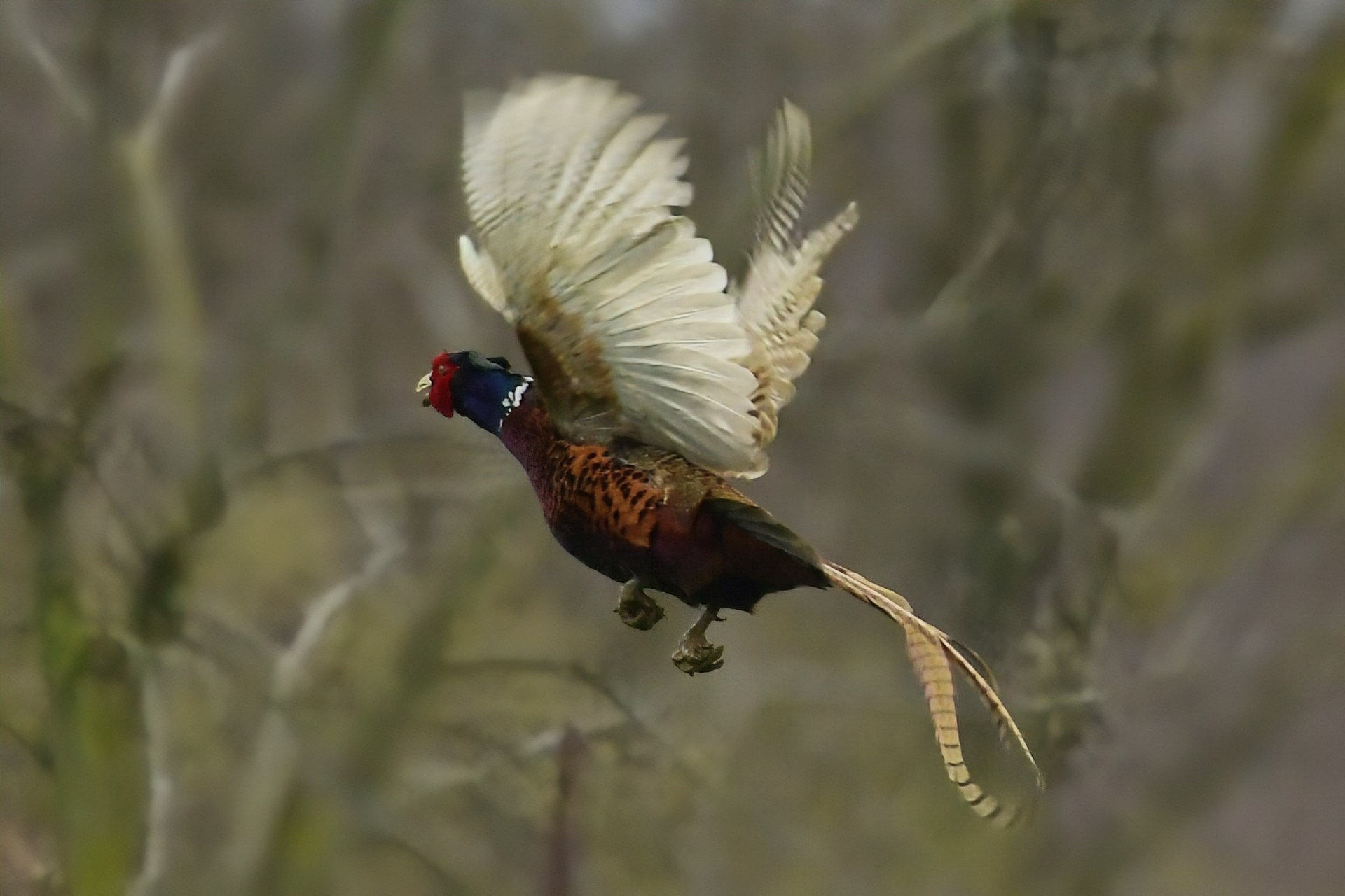 Priroda se budi, Danijel Mikolaj 2025 (23)