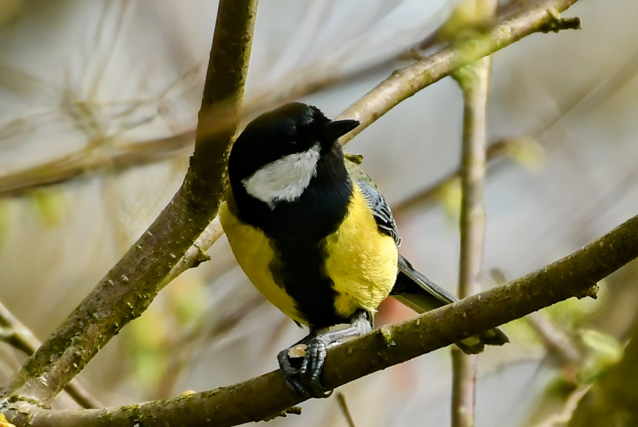 Priroda se budi, Danijel Mikolaj 2025 (24)