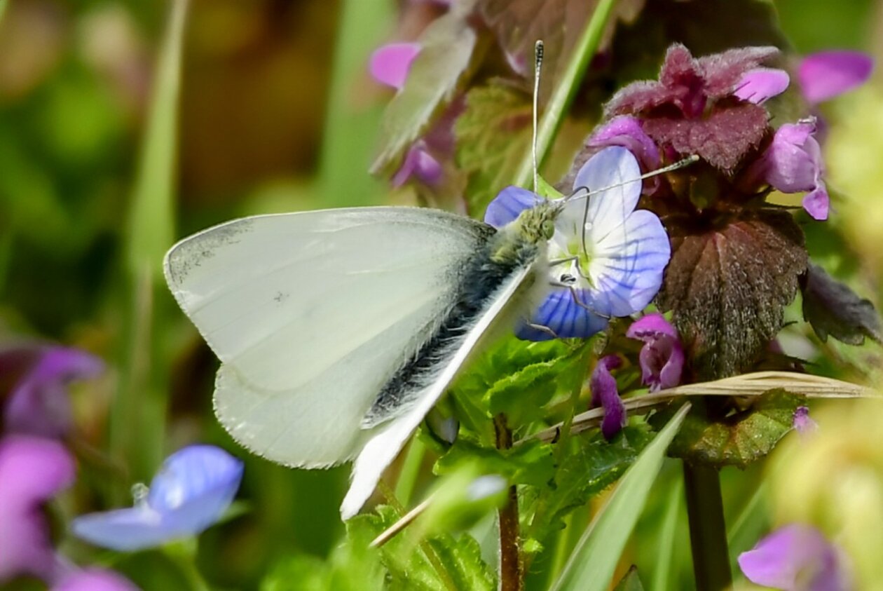 Priroda se budi, Danijel Mikolaj 2025 (3) Priroda se budi, Danijel Mikolaj 2025 (3)