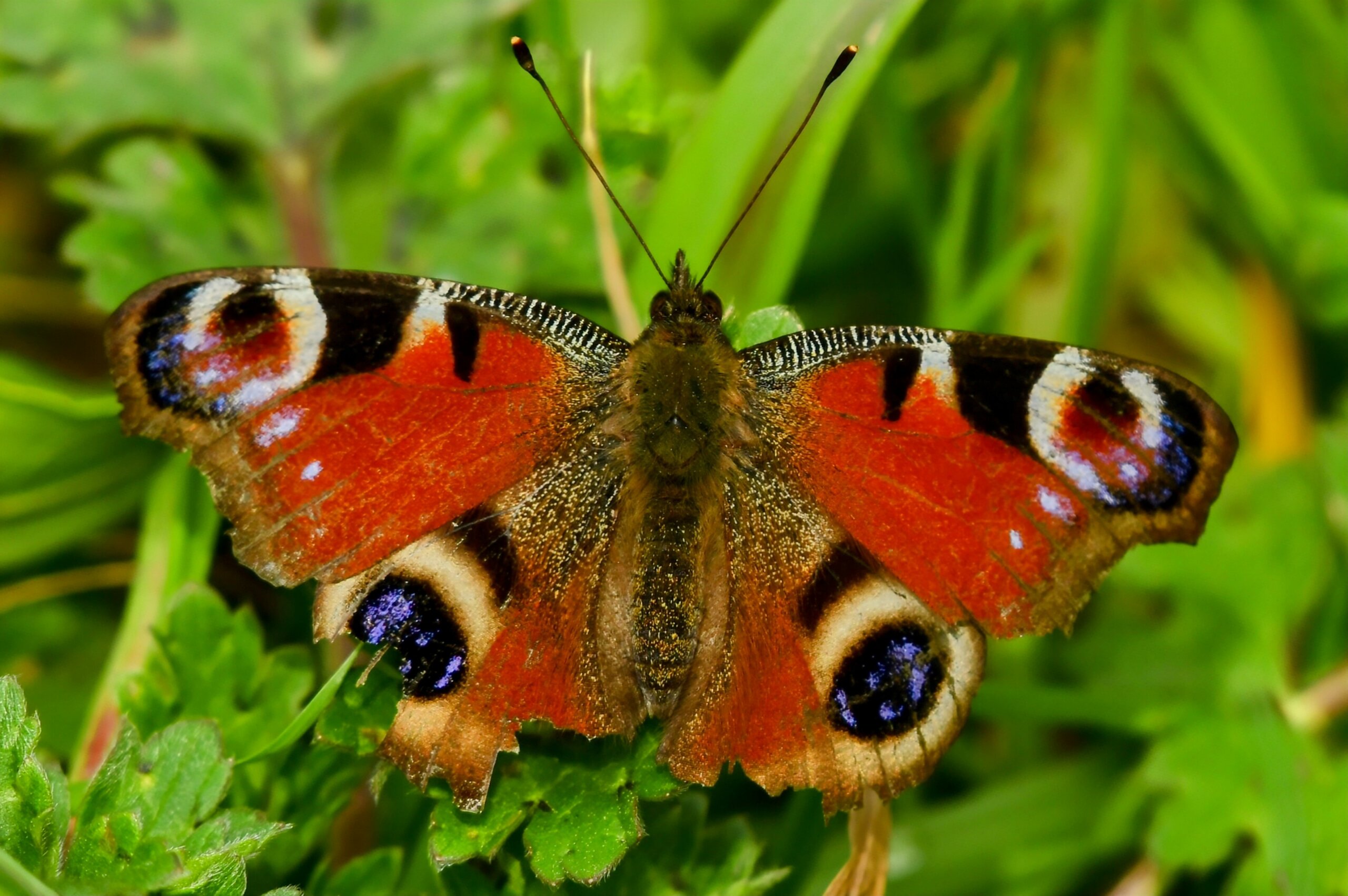 Priroda se budi, Danijel Mikolaj 2025 (4)