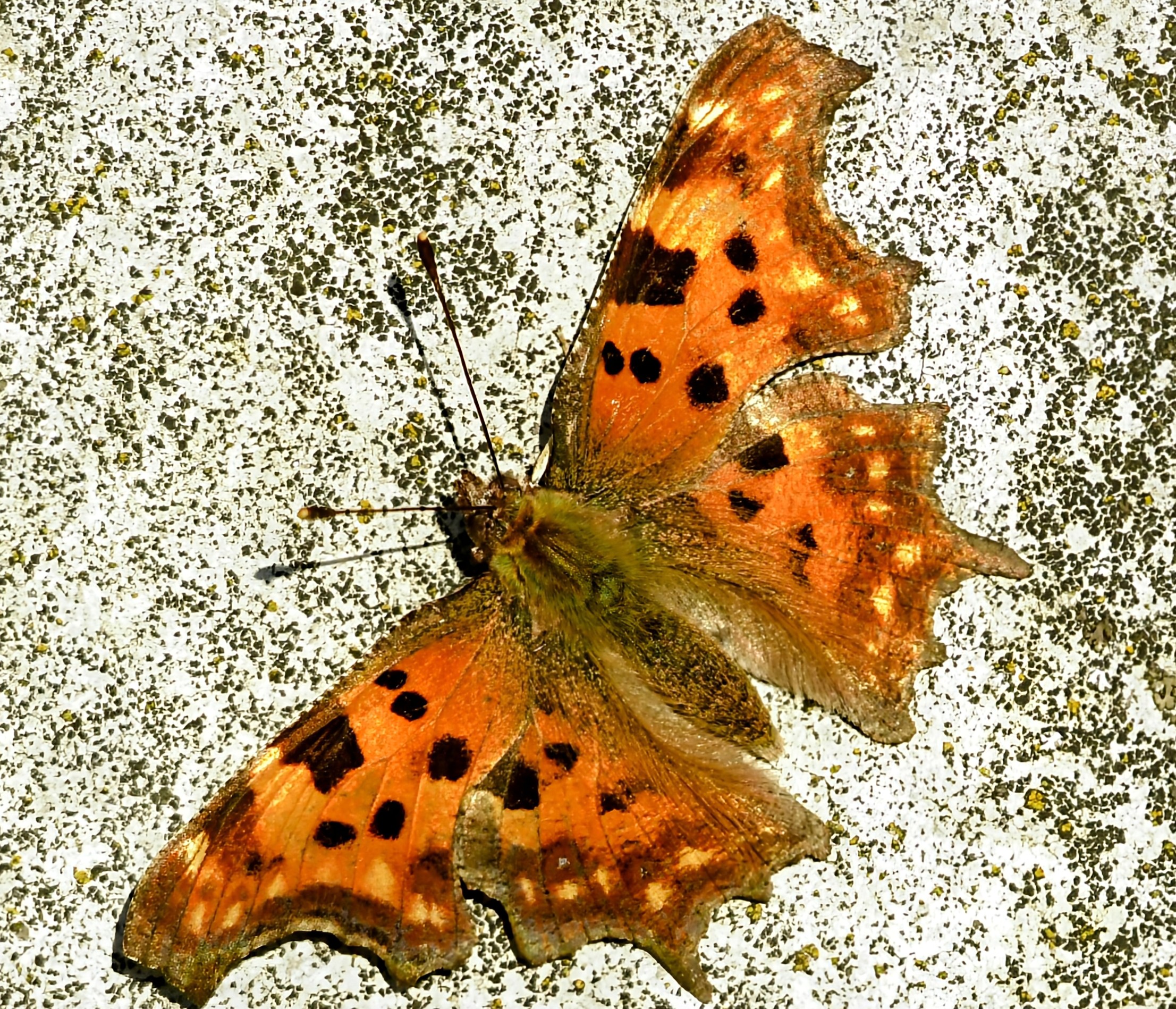 Priroda se budi, Danijel Mikolaj 2025 (5)