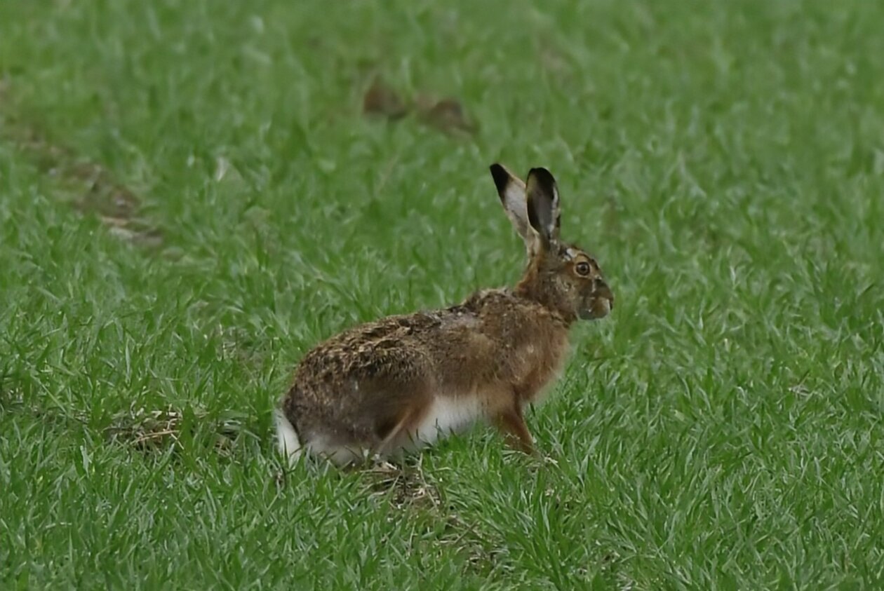 Priroda se budi, Danijel Mikolaj 2025 (6) Priroda se budi, Danijel Mikolaj 2025 (6)