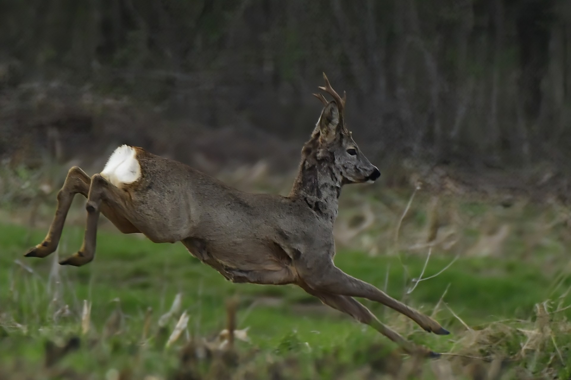 Priroda se budi, Danijel Mikolaj 2025 (7)