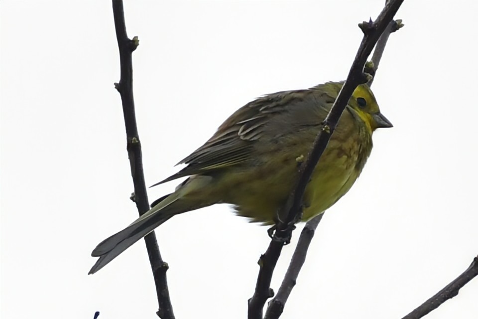 Priroda se budi, Danijel Mikolaj 2025 (8)