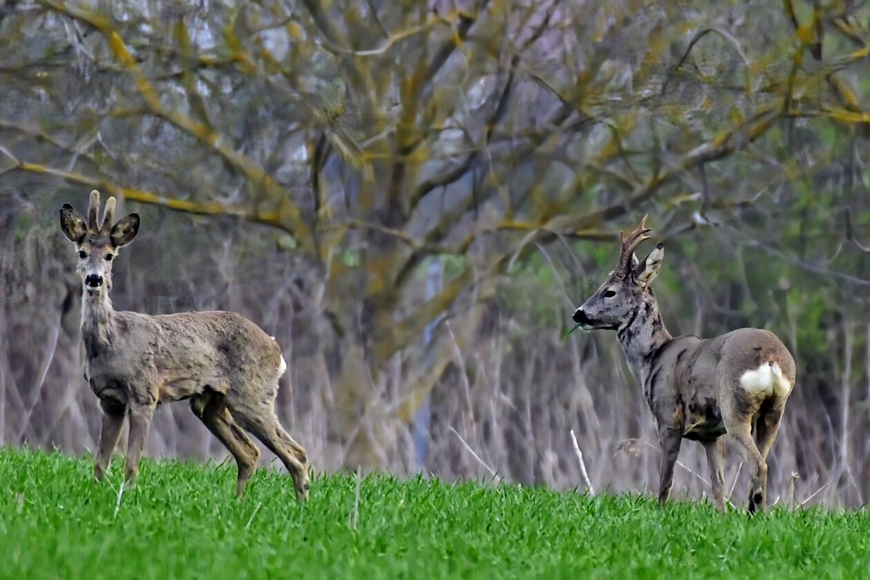 Priroda se budi, Danijel Mikolaj 2025 (9) Priroda se budi, Danijel Mikolaj 2025 (9)
