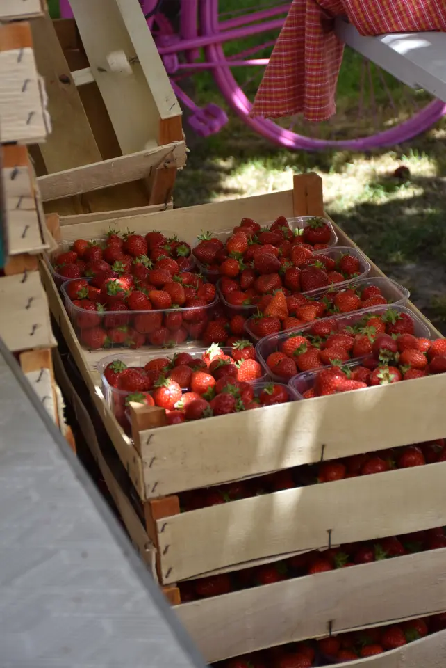 Proljetni sajam, Čakovec, 31.5.2025 (85)