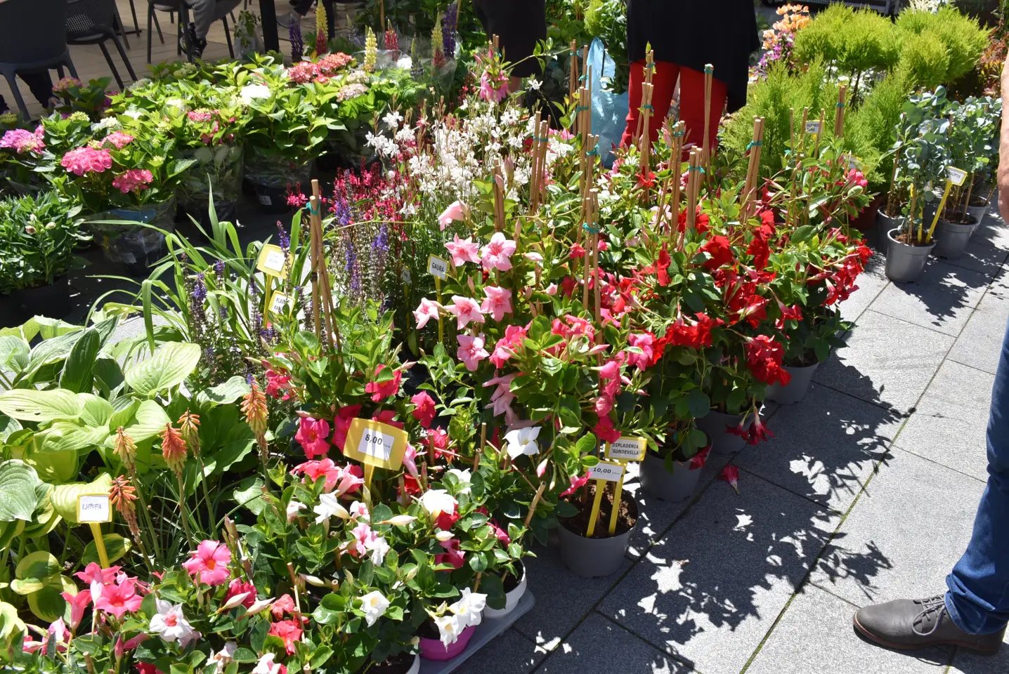 Proljetni sajam, Čakovec, 31.5.2025 (93)