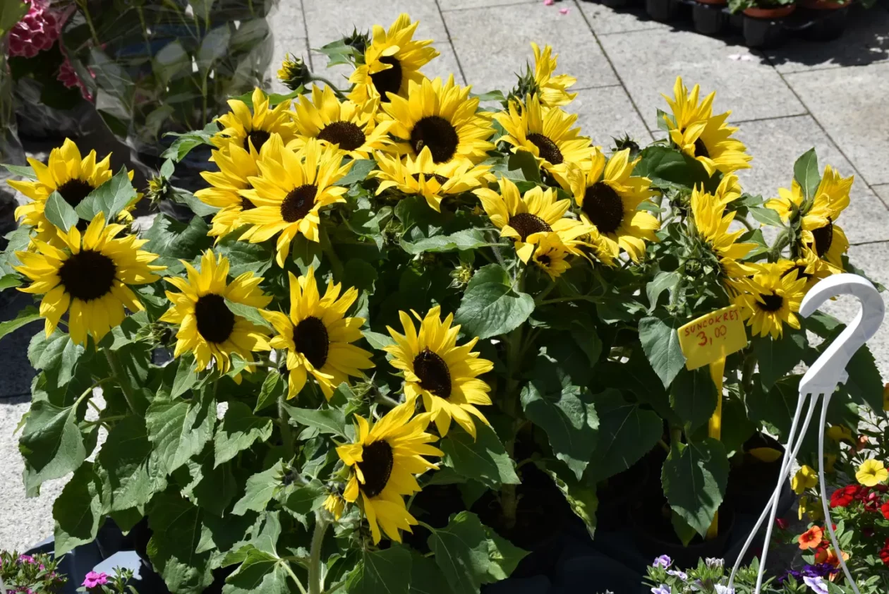 Proljetni sajam, Čakovec, 31.5.2025 (99)