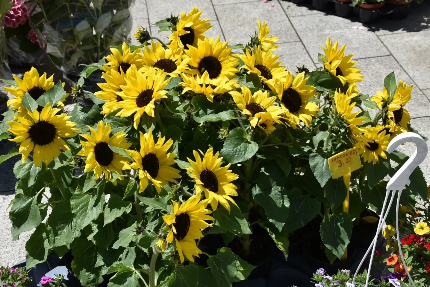 Proljetni sajam, Čakovec, 31.5.2025 (99)