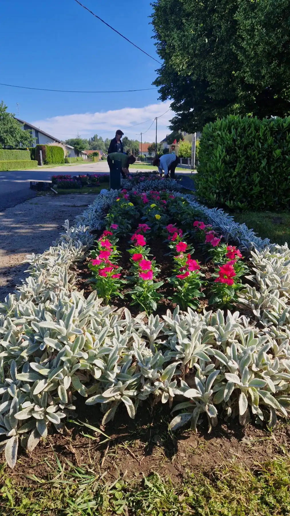 Proljetno uređenje Murskog Središća (7) Proljetno uređenje Murskog Središća (7)