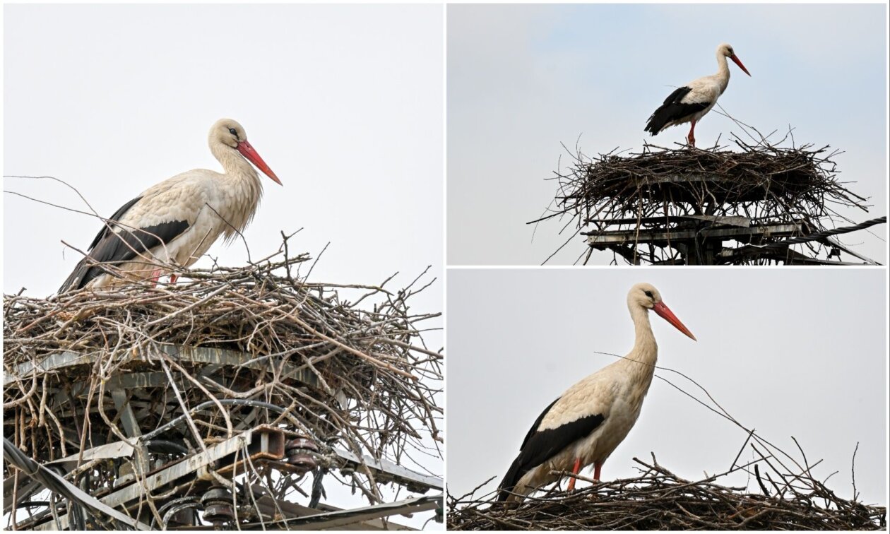 Prve rode u Savskoj Vesi