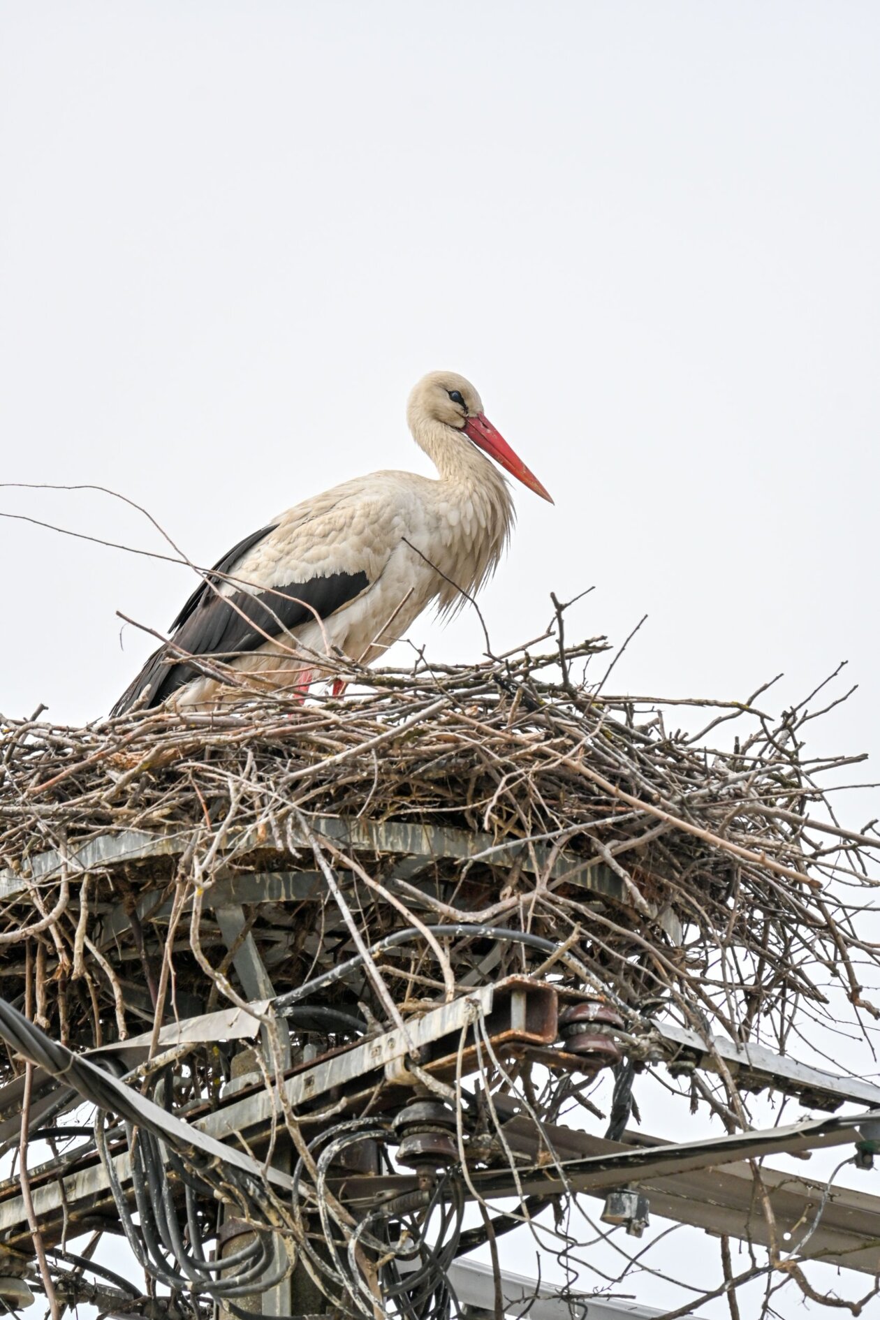 Prve rode u Savskoj Vesi