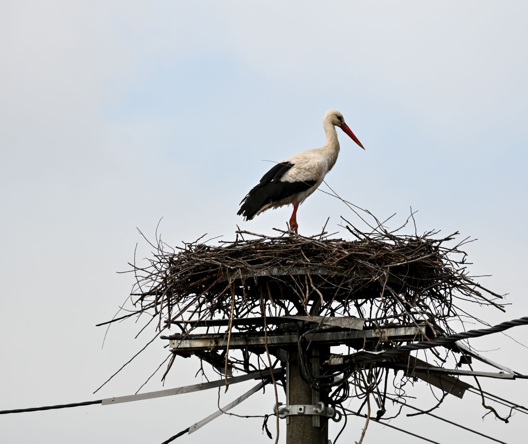 Prve rode u Savskoj Vesi