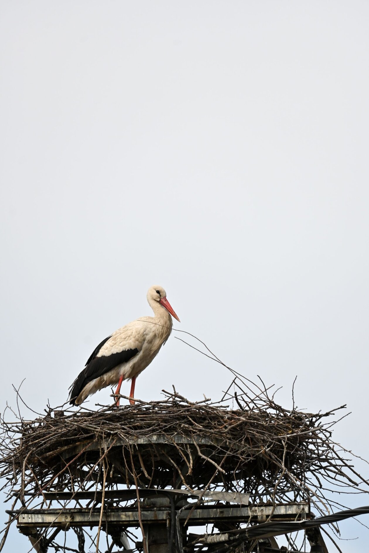 Prve rode u Savskoj Vesi