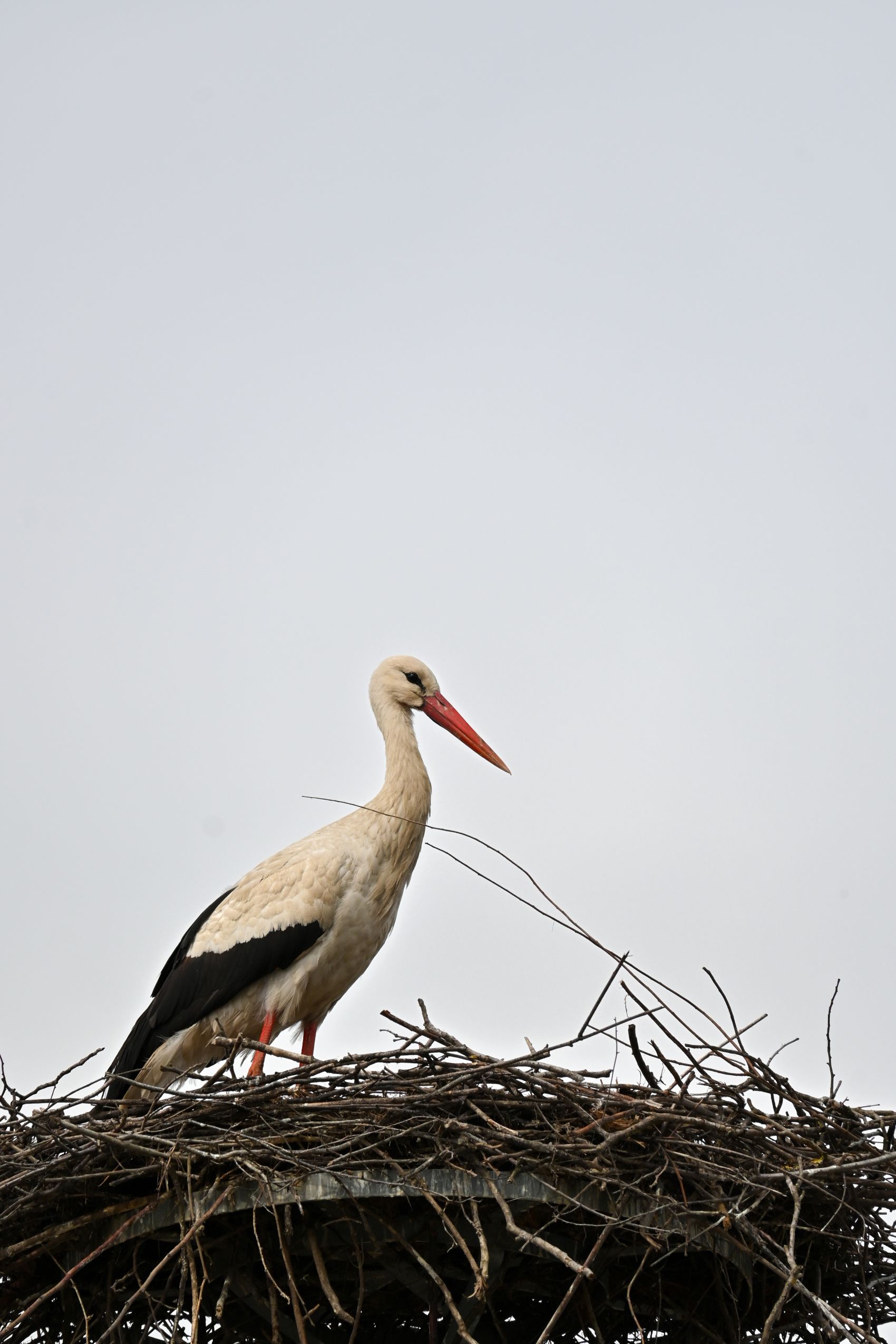 Prve rode u Savskoj Vesi