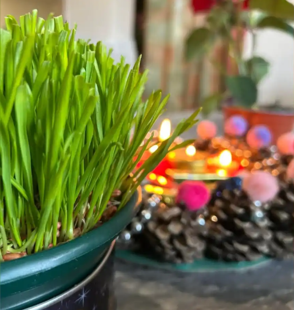 Pšenica Božić Pšenica Božić